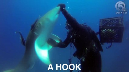 Video herunterladen: Un requin blessé demande de l’aide à un plongeur