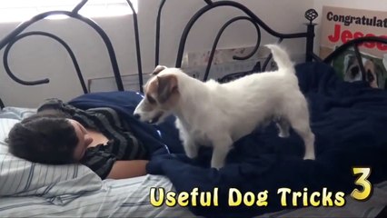 The best smart dog in the world on Guinness. dog