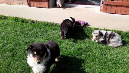 Les bébés de Halona est Hisham le 25 03 2017 (40 jours)