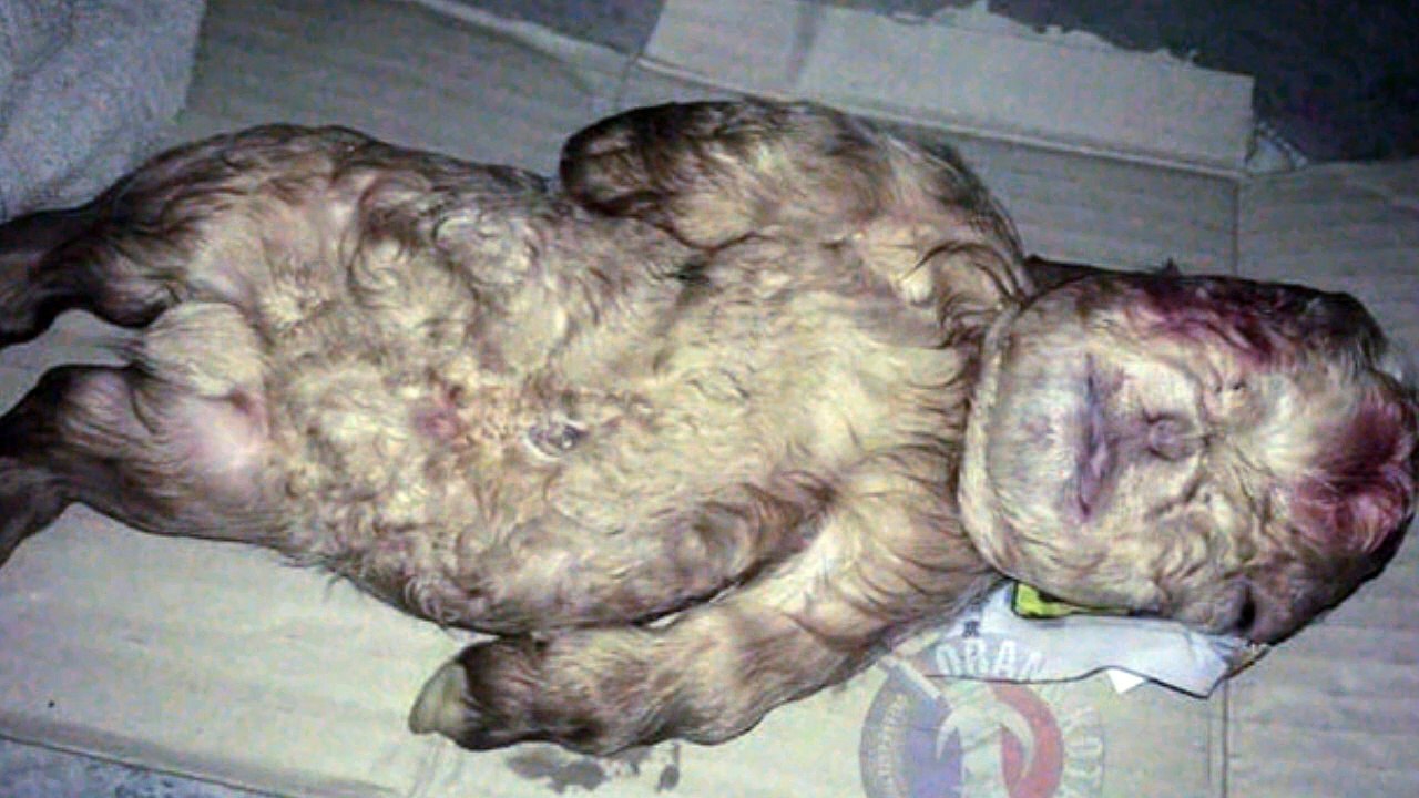 ANIMAL NASCE COM FORMA DE BEBÊ