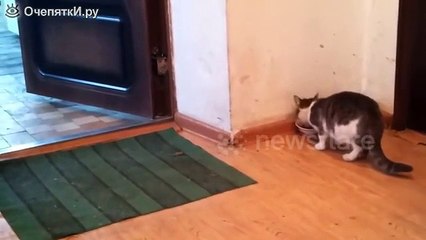 Невкусную ты еду ешь, котик!