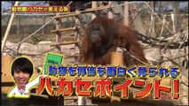 旅ずきんちゃん 2017年3月26日　170326【動物園ハカセの旅】