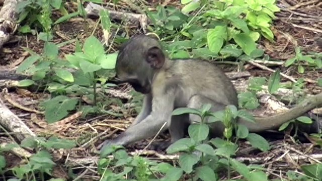 Baby monkey exploring elephant dung.