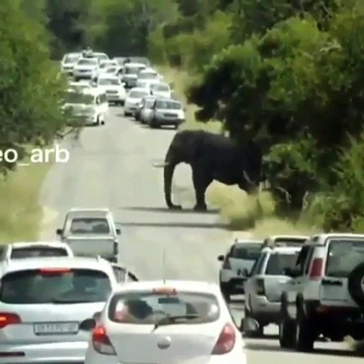Watch next when Elephant Angry