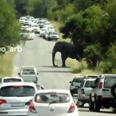Watch next when Elephant Angry