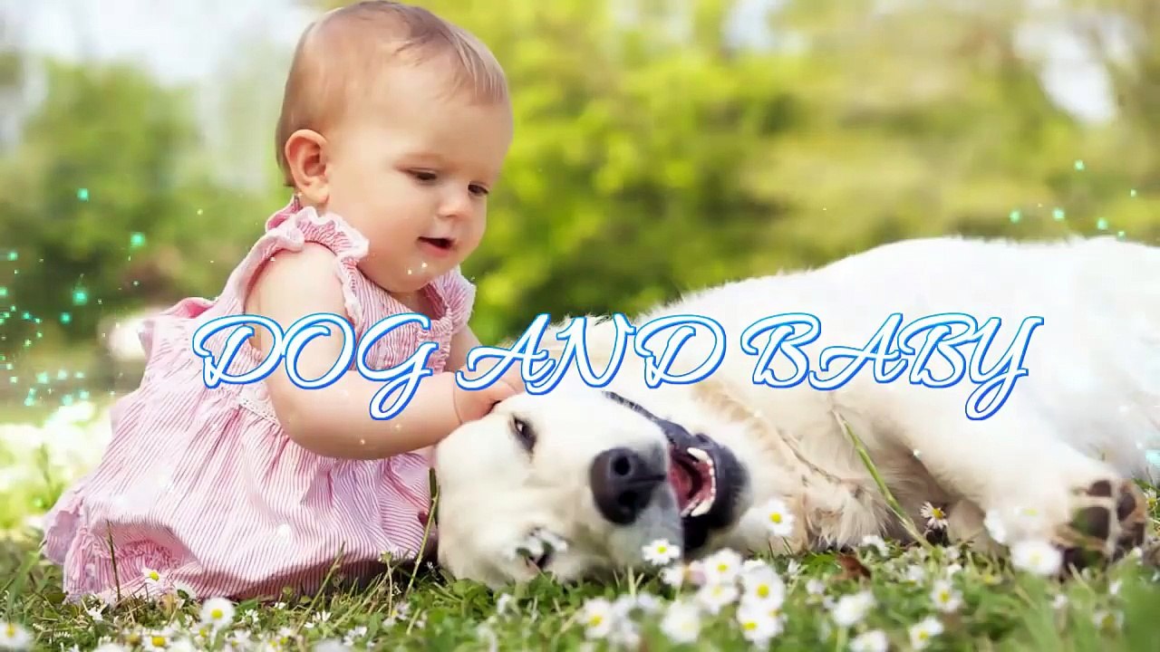 Alaskan Malamute Dog showing love to Baby