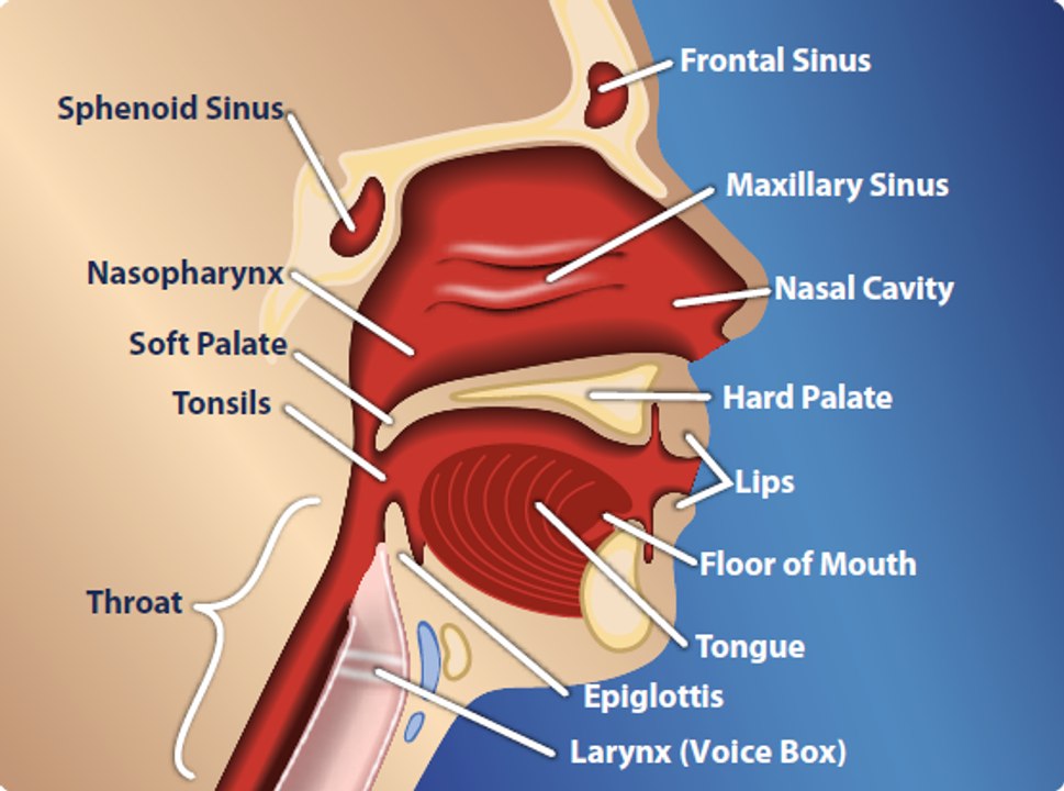 How the Lymphatic System Works
