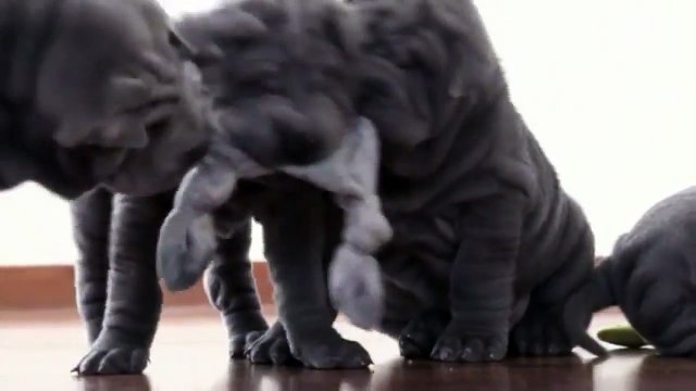 The Shar Pei, or Chinese Shar-Pei -Funny Animals