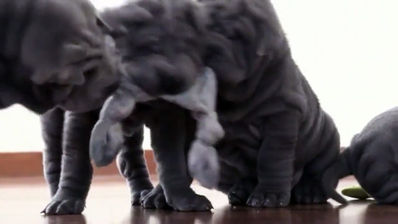 The Shar Pei, or Chinese Shar-Pei -Funny Animals