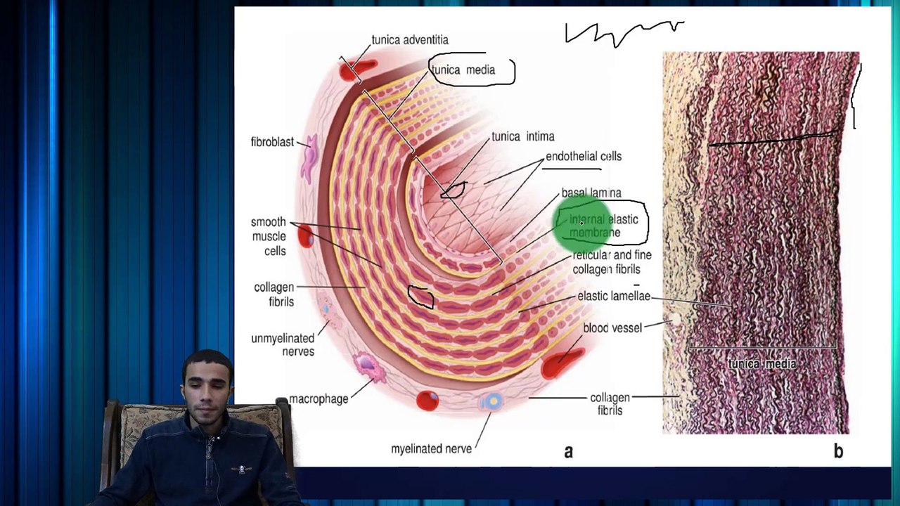 Introduction To Vascular System, The Arteries (1/4 Vascular)