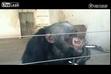 monkey smoking cigarettes at zoo china 2017
