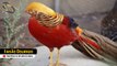 10 Aves Exóticas Que São Únicas No Mundo