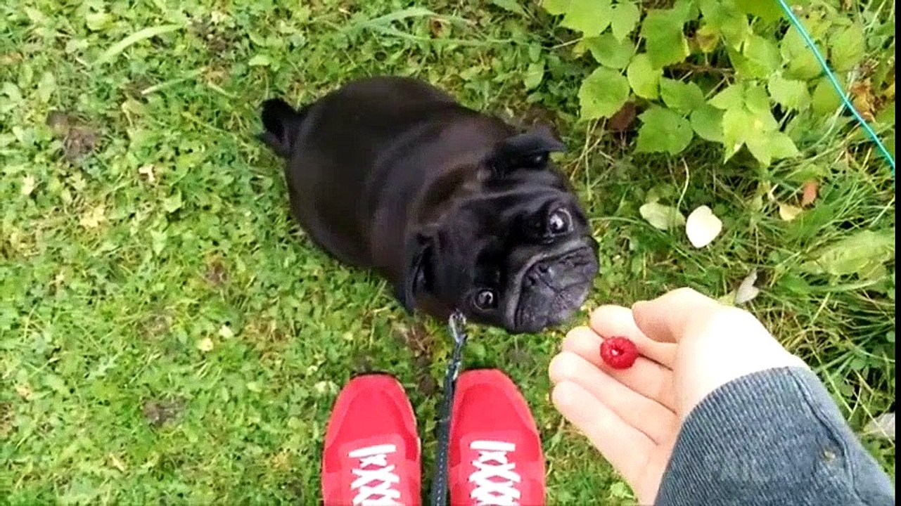 Ultimate Funny Dogs Compilation by FailArmy