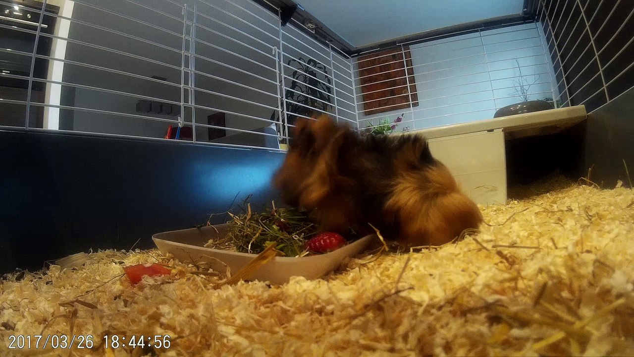 So Cute! Enjoy 5 minutes with two nice guinea pigs