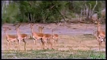 Wild Animal Attacks Leopard Hunting Cheetah Attacks