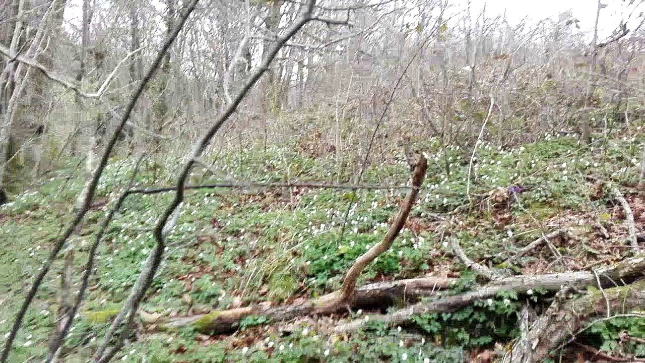 arrêt sur...