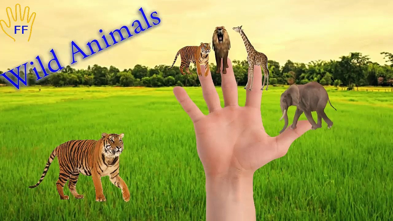 Finger Family Nursery Rhymes | Animal Finger Family Songs Collection | Learn Wild Animals