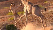 Giraffe KILLs Lion! " Caught on Tape!!! - La batalla entre animales silvestres parte