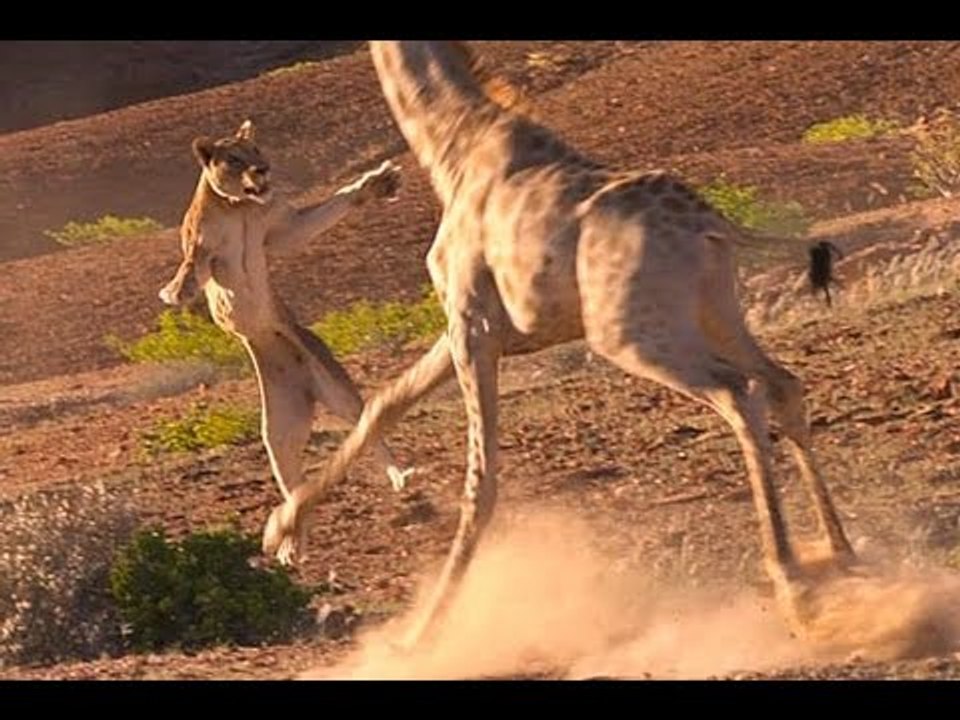 Giraffe KILLs Lion! " Caught on Tape!!! - La batalla entre animales silvestres parte
