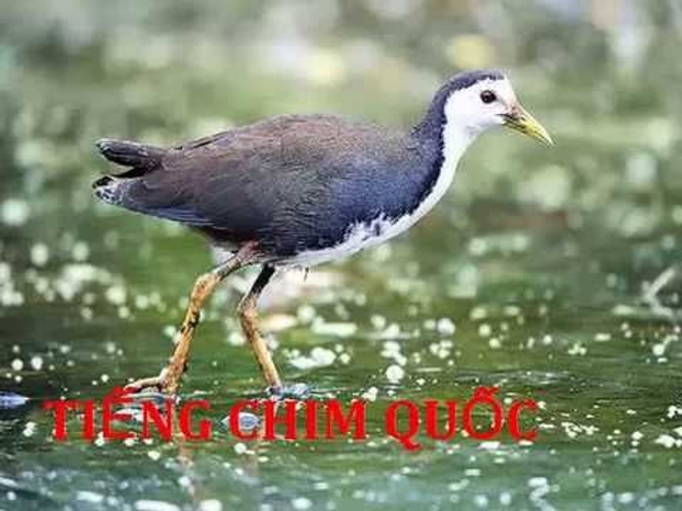 Tiếng Chim Quốc Full