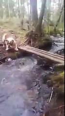 CUTE Bulldog doesnt want to cross bamboo bridge over water