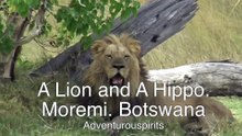Moremi. Lion and a hippo