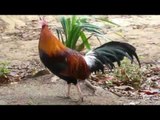 Rooster crowing all day rooster crowing in the morning