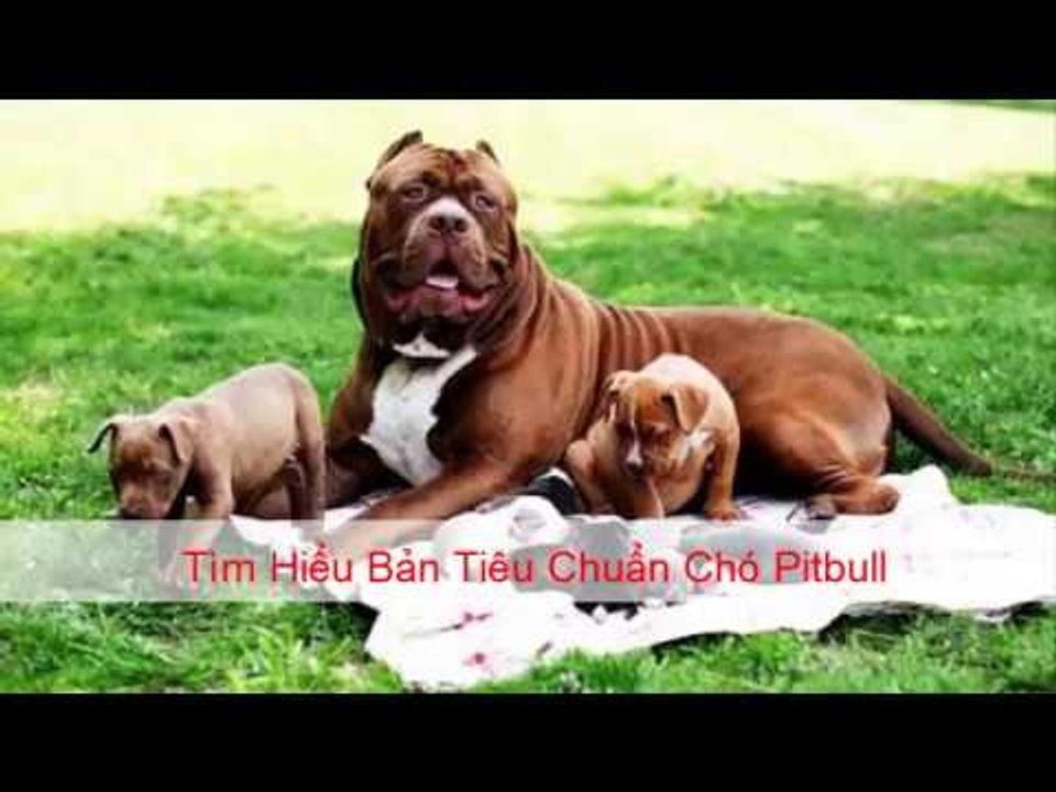 Tieu chuan cho pitbull | Tìm hiểu bản tiêu chuẩn chó Pitbull