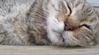 Tiếng Mèo Kêu Gâm Gừ Kinh Dị Tiếng Mèo Kêu Inh Ỏi Trong Đêm