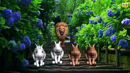 Lion Finger Family And Many More | Finger Family Songs| Nursery Rhymes Collection