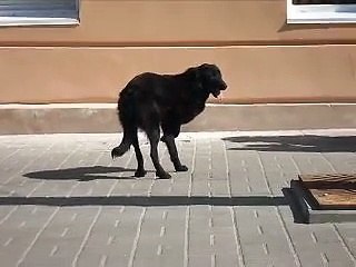 Чёрная собака в городе Орле