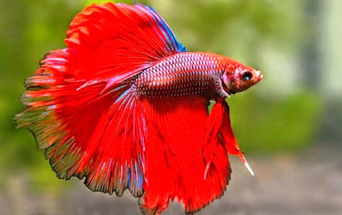 BATALHA ANIMAL, PEIXE BETA VS PEIXE BETA, BATALHA DE LEÕES, GATO VS CACHORRO