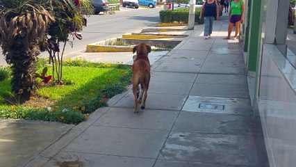 Thirsty Dog Carries Bucket
