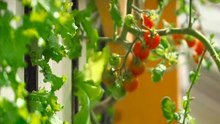 l'innovation du jour : MYFOOD