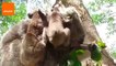 Twin Koalas Can't Let Go of Mum