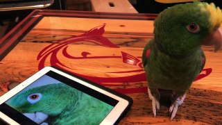 Singing Parrot Does a Duet With Recording of Herself