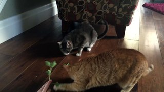 Battle royale between two cats high on wild catnip