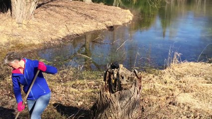 Friendly neighbourhood beaver appears for early spring snack