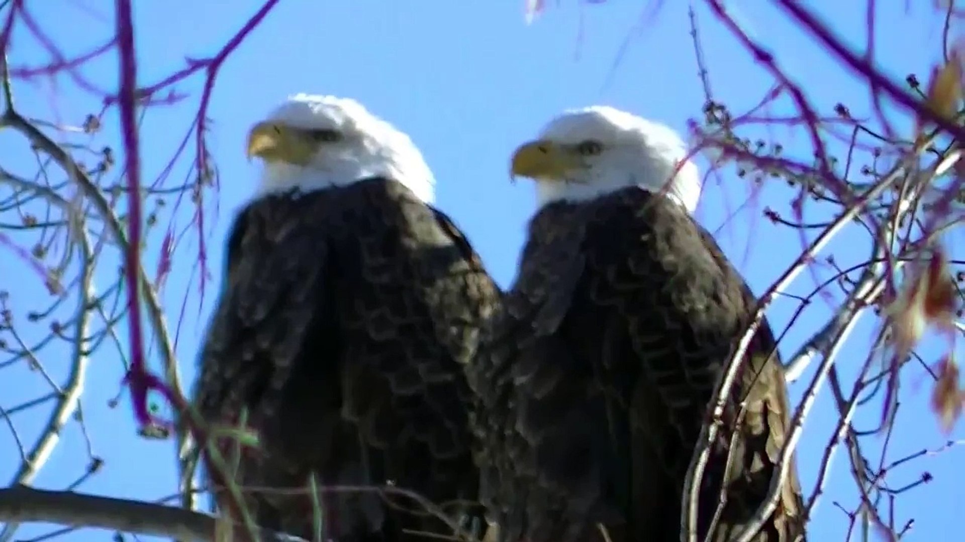 American Eagle - Bald Eagles in the Upper Mississippi River Valley NATURE MINNESOTA HD !