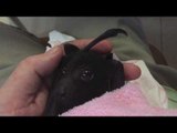 Orphaned Baby Bat Tastes Fruit for the First Time