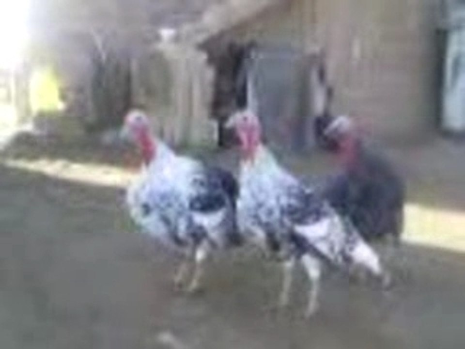 Video trop drole lol mdr