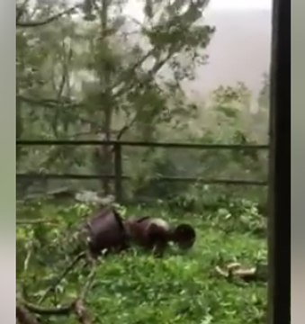 Cyclone Debbie Tosses Trees Near Airlie Beach
