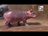 Cincinnati Zoo's Prematurely-Born Hippo Tests Out Her Speed