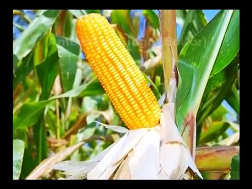 Dekalb Hindi Song for Monsanto