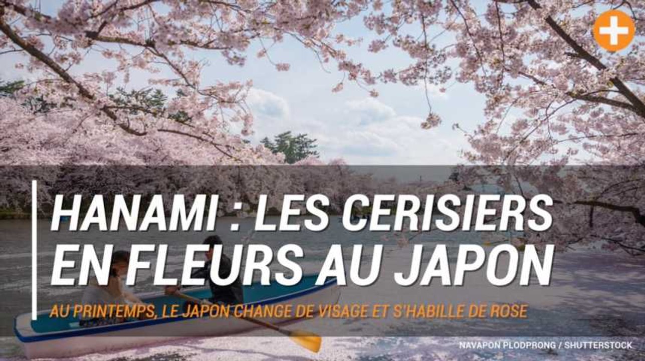 Hanami : les cerisiers en fleurs au Japon