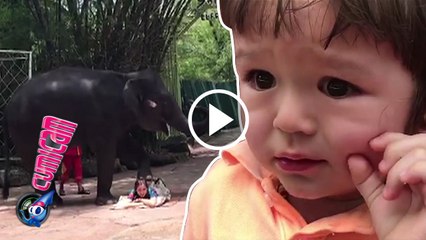 Jedar 'Dipijit' Gajah, El Ketakutan - Cumicam 27 Maret 2017