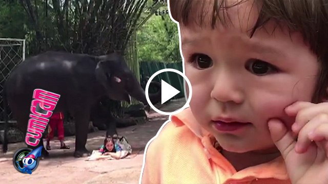 Jedar 'Dipijit' Gajah, El Ketakutan - Cumicam 27 Maret 2017