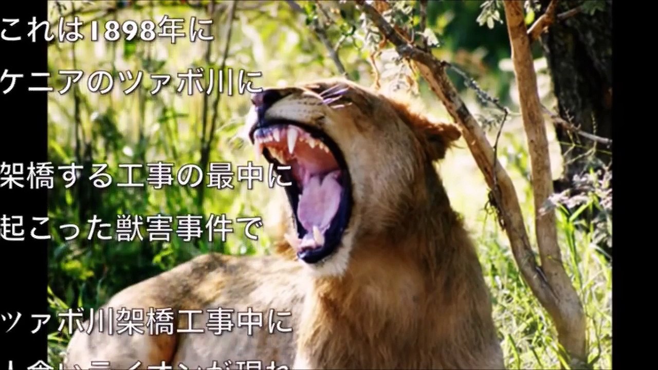 【驚愕】危険生物！世界で最も人間の命を奪っているのは実は〇〇だった！驚きの危険な生物ベスト１１【危険】