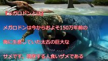 【衝撃】超巨大サメ　メガロドンは絶滅していなかった！？世界で多発する目撃情報！】世界に実在するマジでヤバイ超危険生物