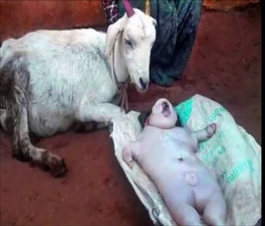 Goat Baby